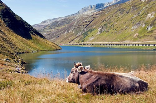 Our guide to the most scenic trains in Switzerland | Trainline