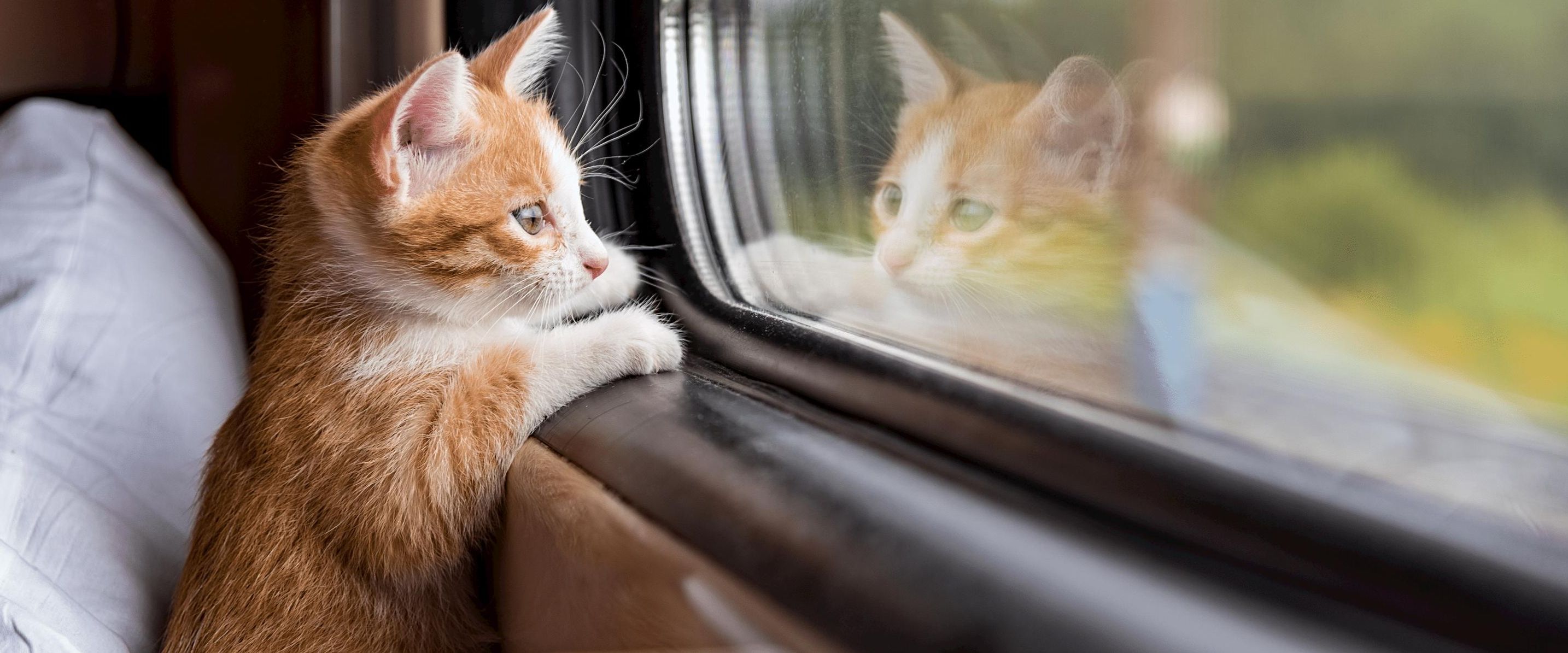 Cani e gatti in treno: regole di trasporto animali in Europa